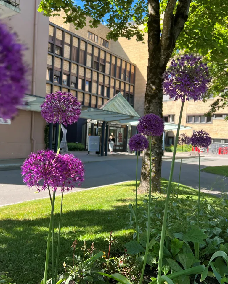 Blomstring foran sykehusets hovedinngang i Skien