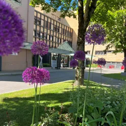 Flowers in front of the main entrance of Telemark Hospital in Skien